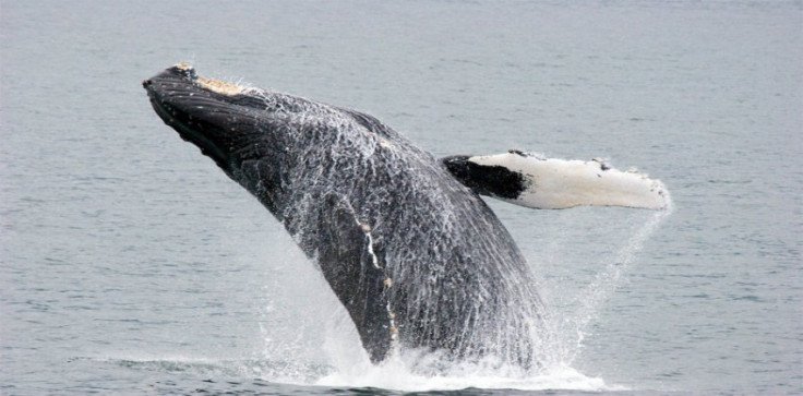 ballena
