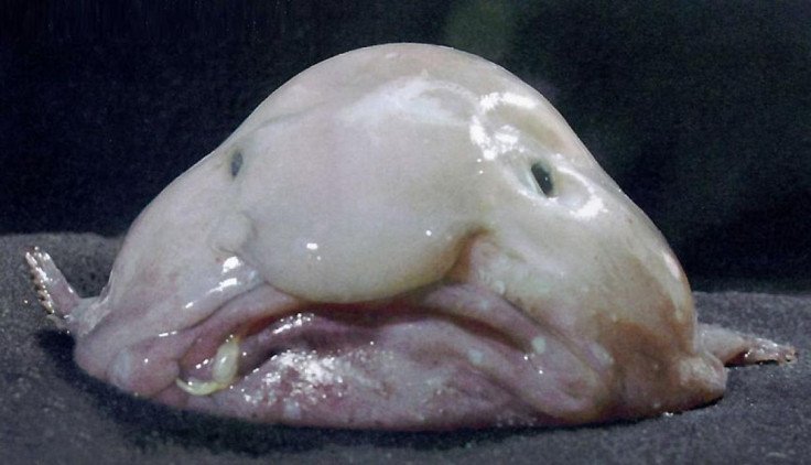 El pez gota Psychrolutes marcidus