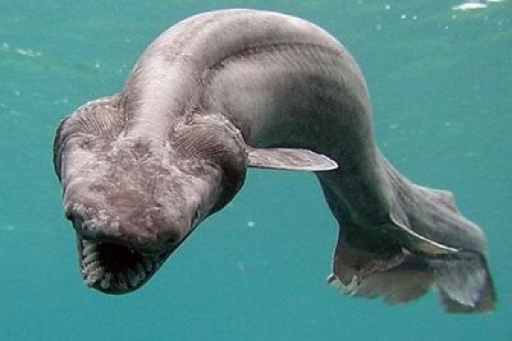 El tiburón volador Chlamydoselachus anguineus
