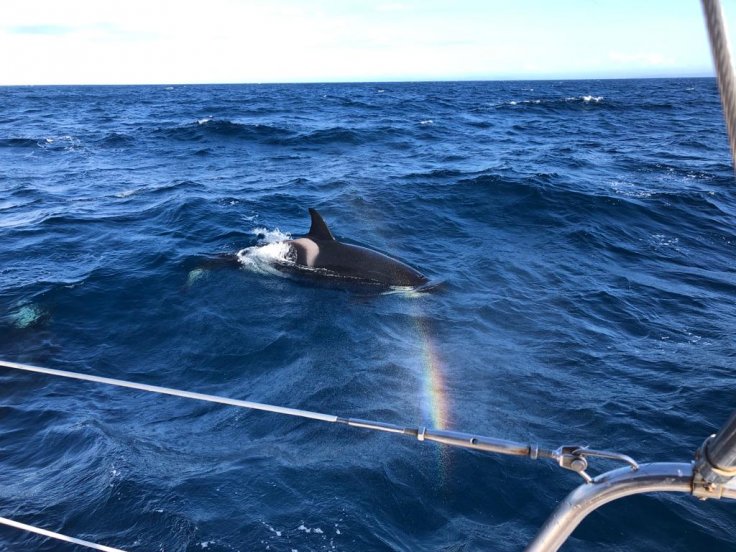 Orcas nadando a los costados del barco