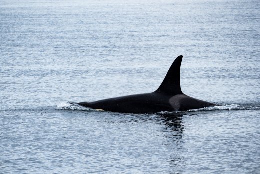 Recomendaciones para navegantes si las orcas interactúan con la embarcación