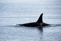 Recomendaciones para navegantes si las orcas interactúan con la embarcación