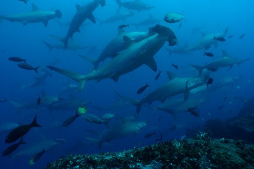 Los tiburones de Karlos Simón | ¿Cómo protegerlos?