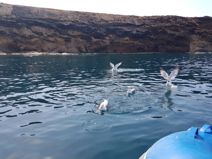 Navega a Columbretes en velero