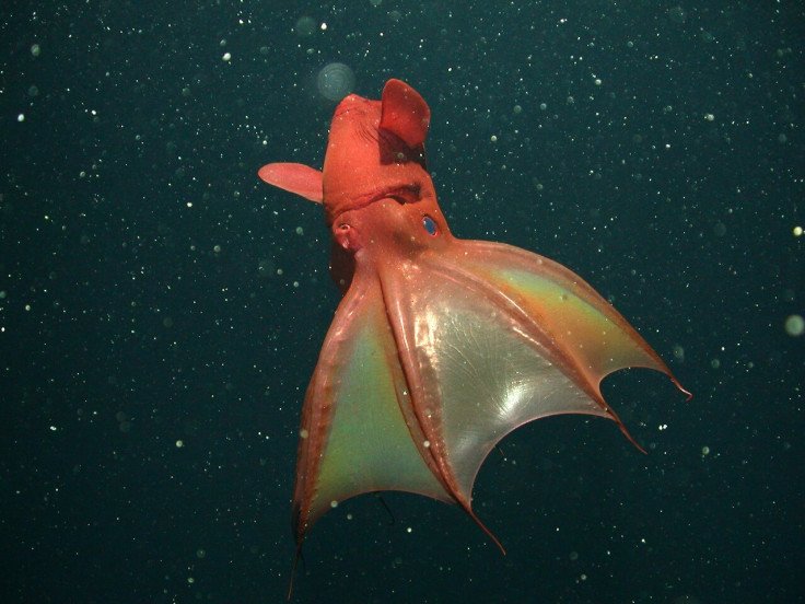El calamar vampiro Vampyroteuthis infernalis