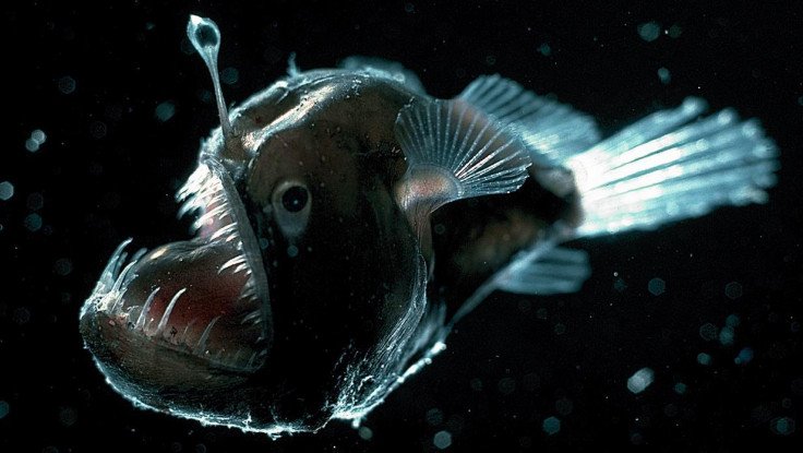 Lophiiforme Melanocetidae
