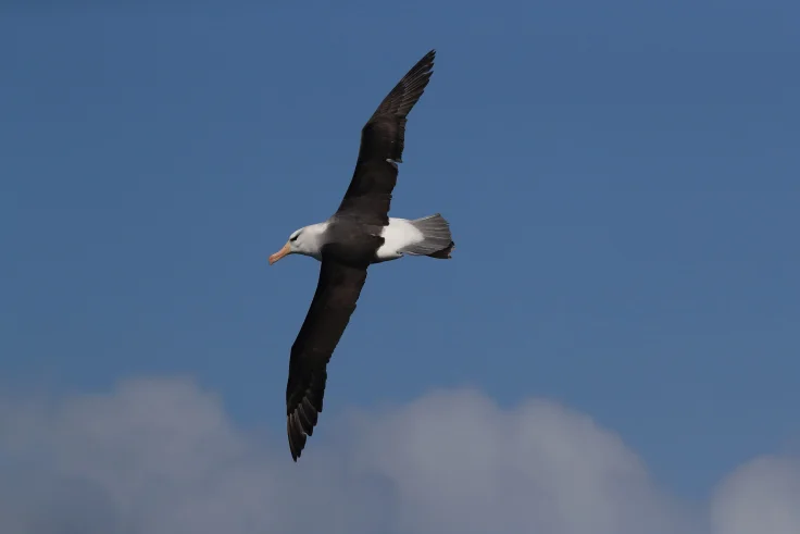 Albatros las almas de los marinos