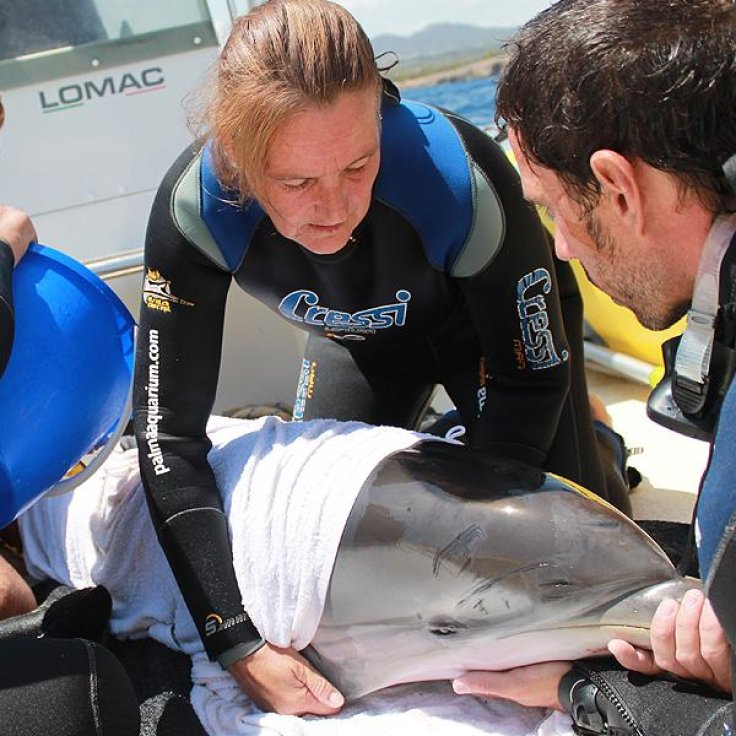 Ayuda a la fauna marina