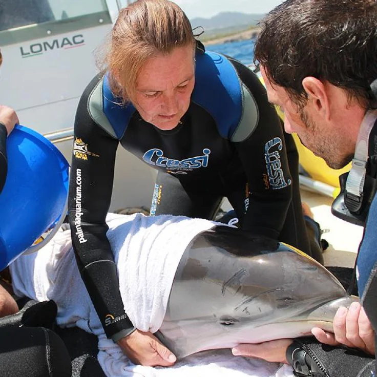 Ayuda a la fauna marina