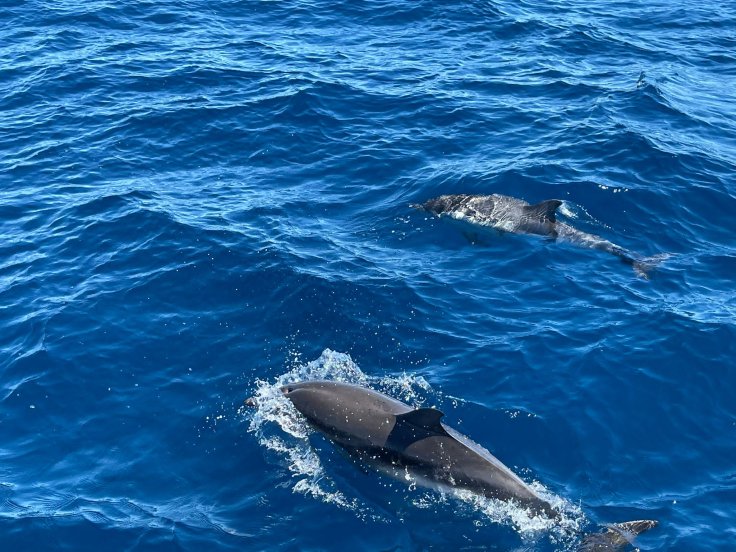 Velero a Tabarca desde Valencia