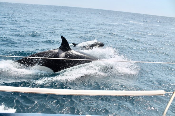 Orcas en el Estrecho de Gibraltar