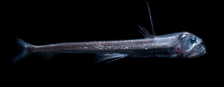 Pez abisal Chauliodus