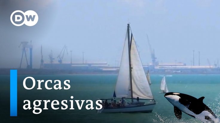 España: el ataque de las orcas